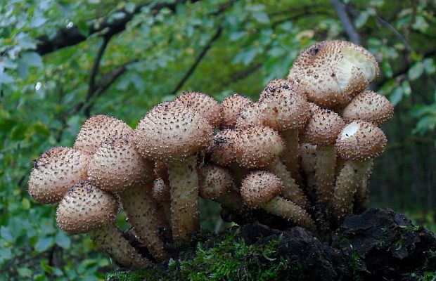 šupinovka Pholiota sp.