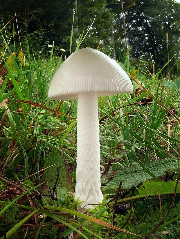 muchotrávka pošvatá biela Amanita vaginata var. alba Gillet