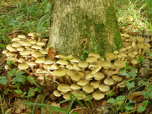 podpňovka obyčajná Armillaria mellea (Vahl) P. Kumm.