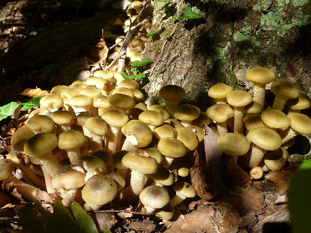 podpňovka obyčajná Armillaria mellea (Vahl) P. Kumm.