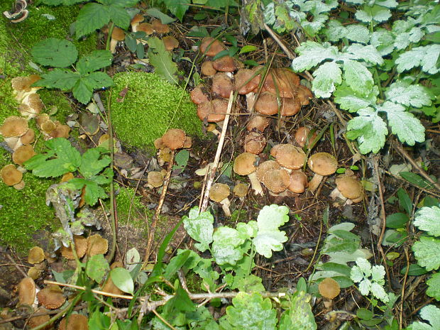 podpňovka obyčajná Armillaria mellea (Vahl) P. Kumm.