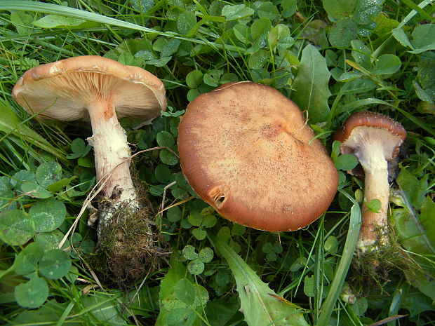 podpňovka obyčajná Armillaria mellea (Vahl) P. Kumm.