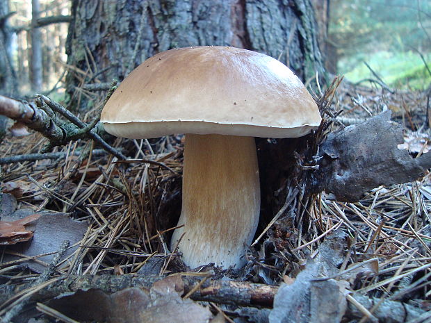 hríb smrekový Boletus edulis Bull.