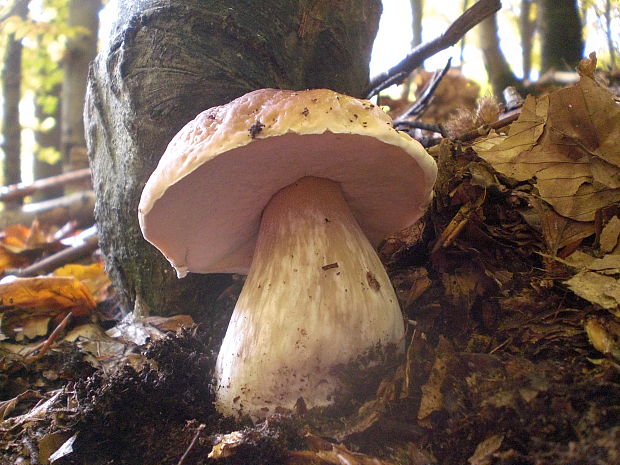 hríb smrekový Boletus edulis Bull.