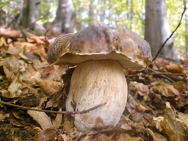 hríb smrekový Boletus edulis Bull.