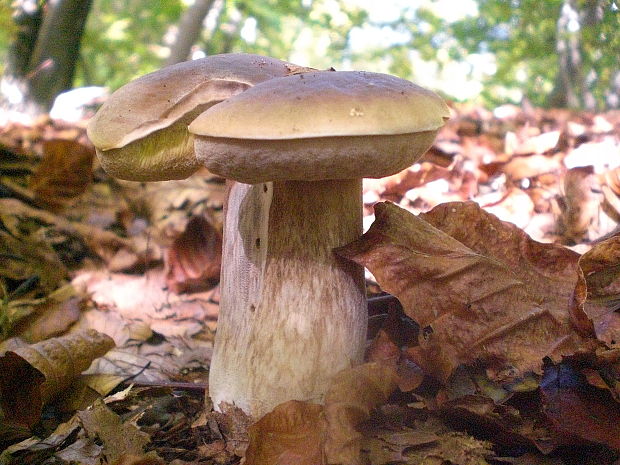 hríb smrekový Boletus edulis Bull.