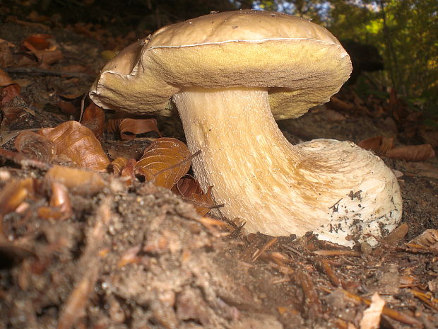 hríb smrekový Boletus edulis Bull.