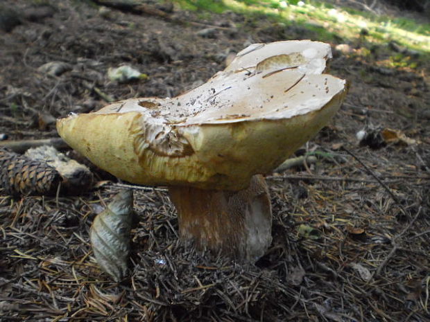 hríb smrekový Boletus edulis Bull.