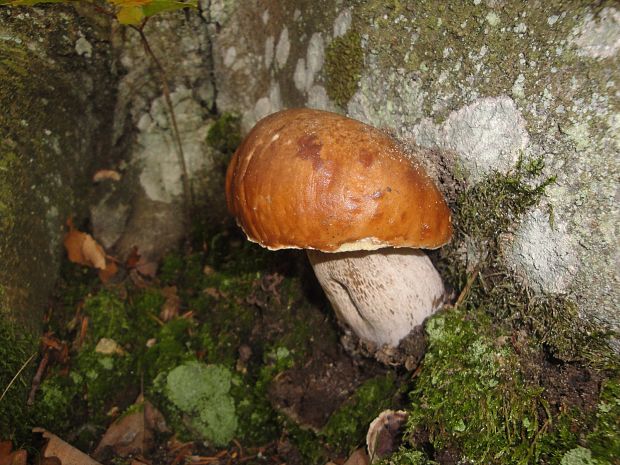 hríb smrekový Boletus edulis Bull.