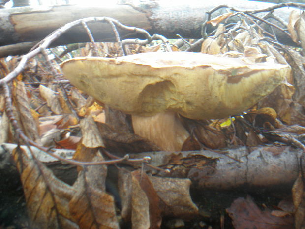 hríb smrekový Boletus edulis Bull.