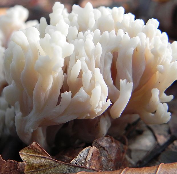 konárovka hrebenitá Clavulina coralloides (L.) J. Schröt.