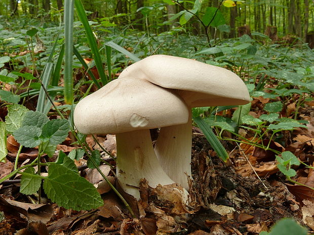 strmuľka inovaťová Clitocybe nebularis (Batsch) P. Kumm.