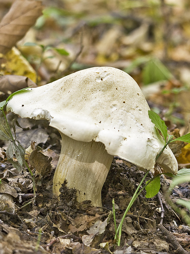 machovka obyčajná Clitopilus prunulus (Scop.) P. Kumm.