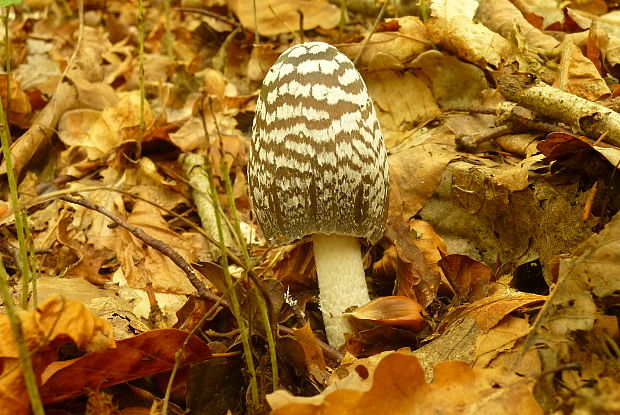 hnojník strakatý Coprinopsis picacea (Bull.) Redhead, Vilgalys & Moncalvo