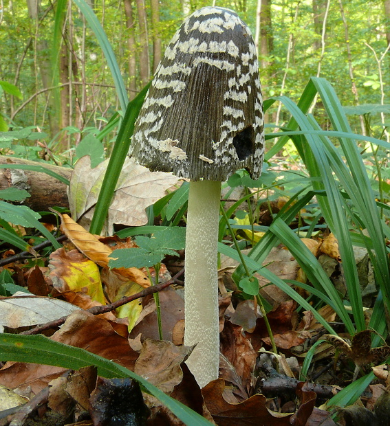 hnojník strakatý Coprinopsis picacea (Bull.) Redhead, Vilgalys & Moncalvo