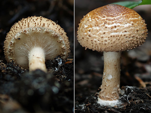 bedlička ostrošupinatá Echinoderma asperum (Pers.) Bon