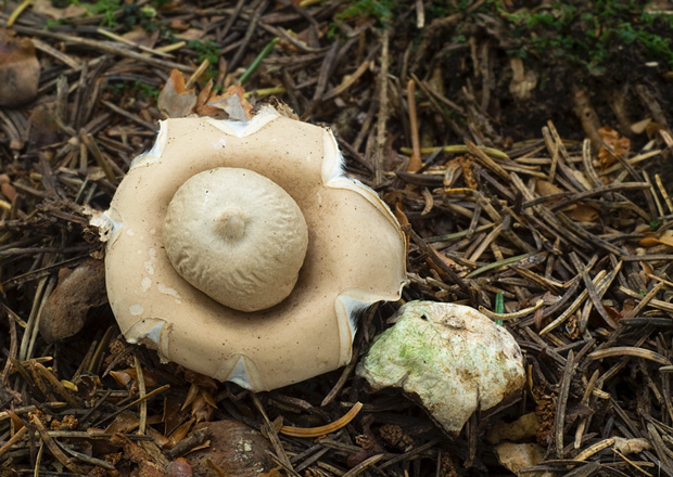 hviezdovka strapkatá  Geastrum fimbriatum  Fr.