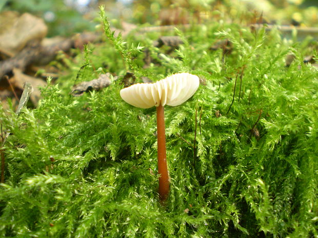 peniazovka červenohlúbiková Gymnopus erythropus (Pers.) Antonín, Halling & Noordel.