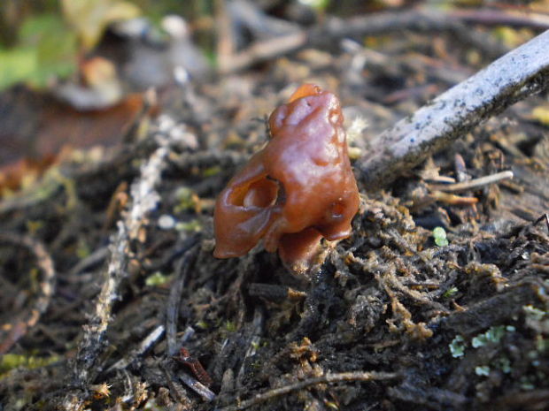 ušiak mitrovitý Gyromitra infula (Schaeff.) Quél.