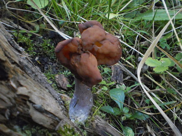 ušiak mitrovitý Gyromitra infula (Schaeff.) Quél.