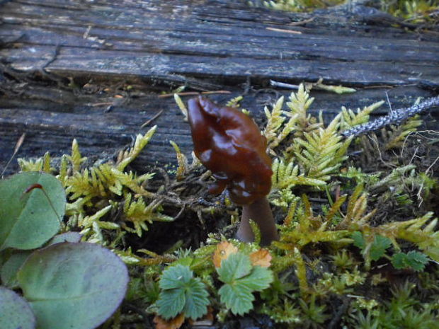 ušiak mitrovitý Gyromitra infula (Schaeff.) Quél.