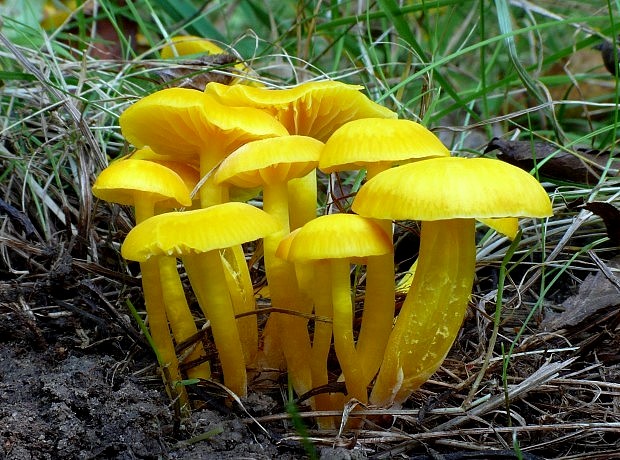 lúčnica vosková Hygrocybe ceracea (Wulfen) P. Kumm.