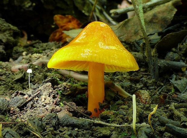 lúčnica Hygrocybe sp.