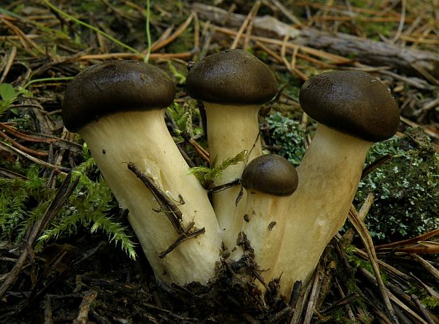 šťavnačka mrazová Hygrophorus hypothejus (Fr.) Fr.