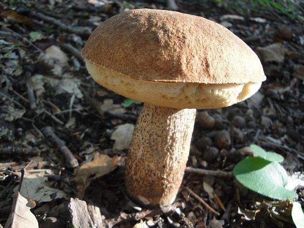 kozák dubový Leccinum aurantiacum (Bull.) Gray