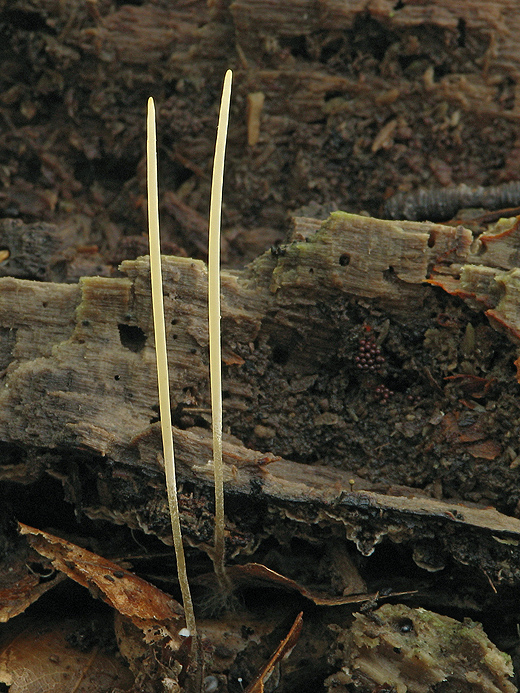 kyjovka tenká Macrotyphula juncea (Alb. & Schwein.) Berthier