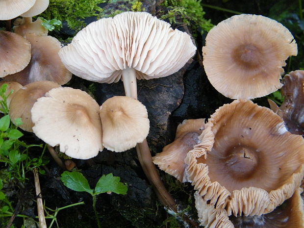 prilbička ružovolupeňová Mycena galericulata (Scop.) Gray