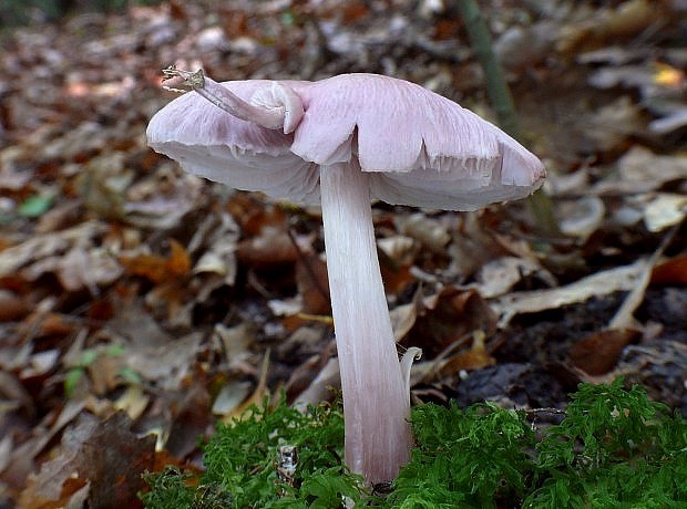 prilbička ružovkastá Mycena rosea Gramberg