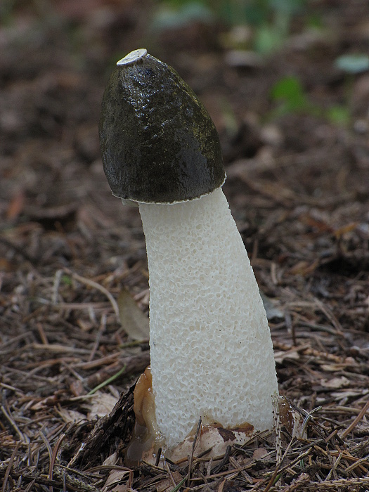 hadovka smradľavá Phallus impudicus L.