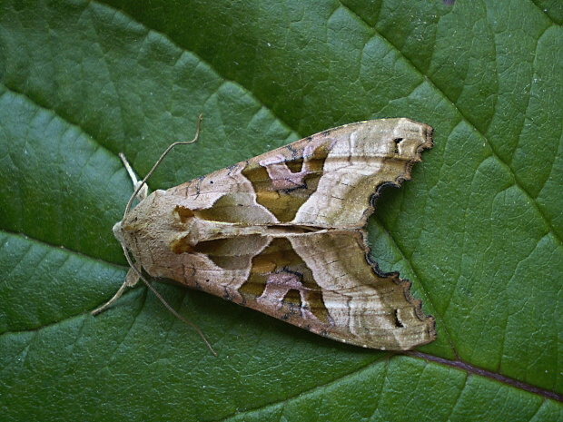 sivkavec mramorovaný Phlogophora meticulosa