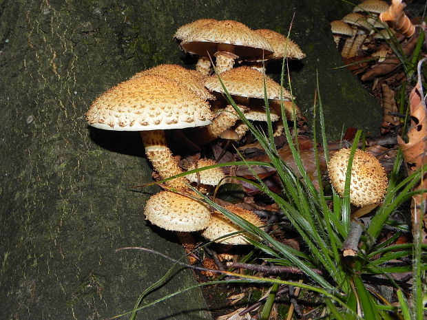 šupinovka šupinatá Pholiota squarrosa (Vahl) P. Kumm.