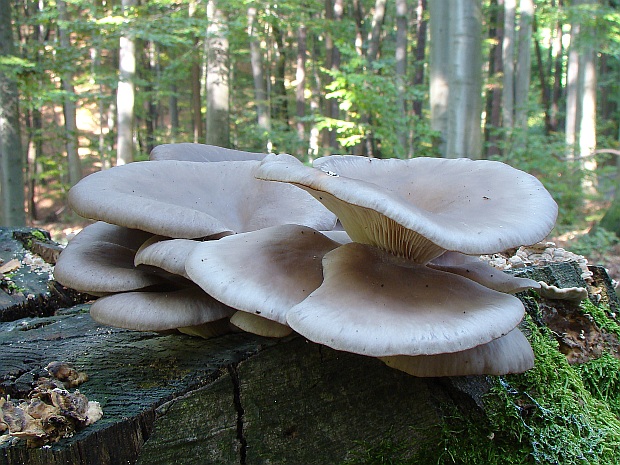 hliva ustricovitá Pleurotus ostreatus (Jacq.) P. Kumm.