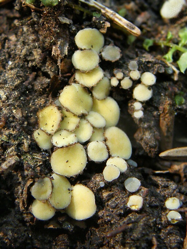 šošovka žltá Podophacidium xanthomelum (Pers.) Kavina