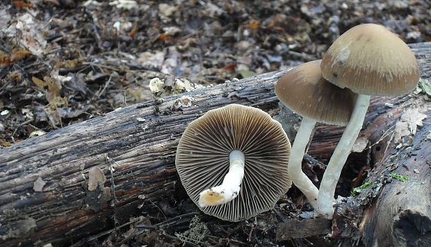 drobuľka Psathyrella sp.