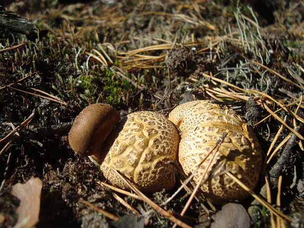 suchohríb cudzopasný Pseudoboletus parasiticus (Bull.) Šutara