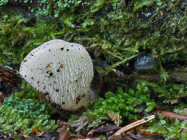 pajelenka želatínová Pseudohydnum gelatinosum (Scop.) P. Karst.