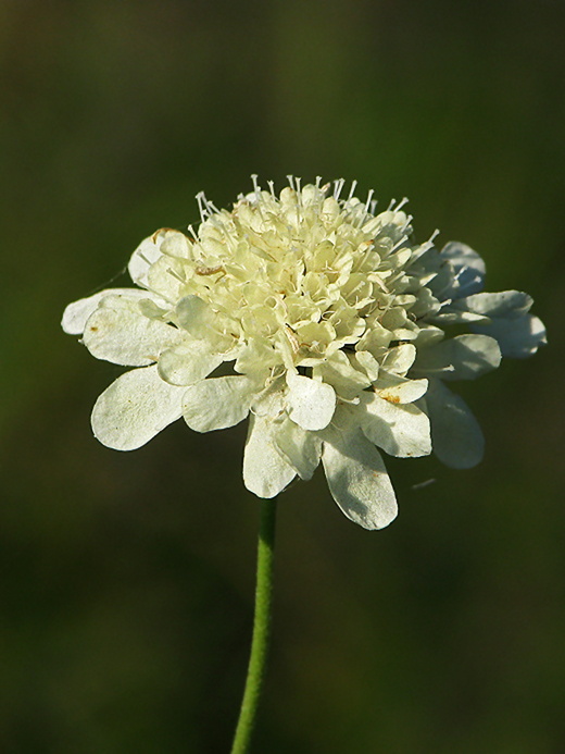 hlaváč žltkastý Scabiosa ochroleuca L.