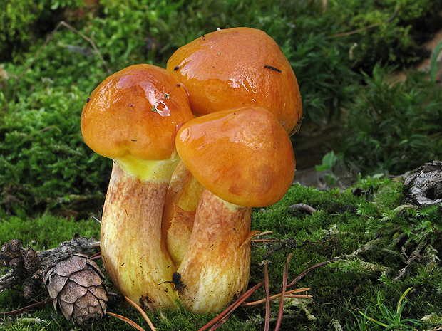 masliak smrekovcový Suillus grevillei (Klotzsch) Singer