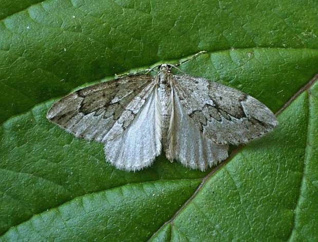 piadivka borievková / píďalka jalovcová Thera juniperata Linnaeus, 1758