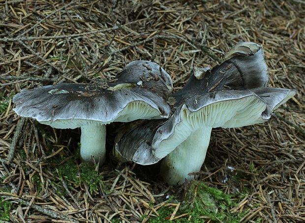 čírovka sivá Tricholoma portentosum (Fr.) Quél.