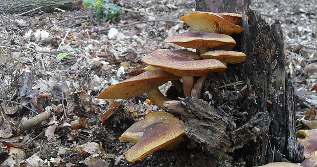 čírovec červenožltý Tricholomopsis rutilans (Schaeff.) Singer