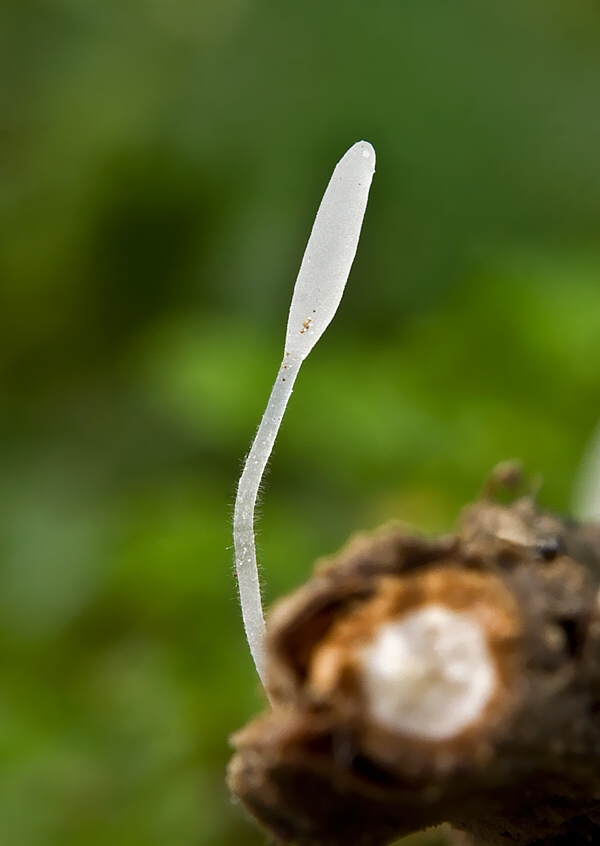 piestovka stonková Typhula uncialis (Grev.) Berthier