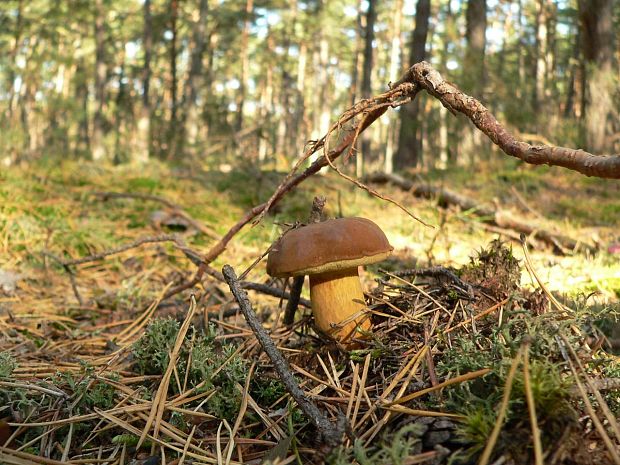 suchohríb Xerocomus sp.