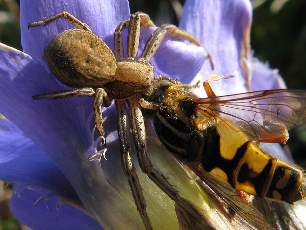 běžník vřesovištní Xysticus striatipes