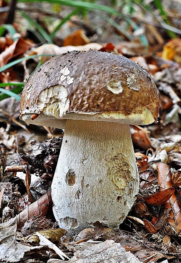 hríb smrekový Boletus edulis Bull.