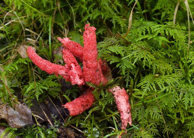 mrežovka kvetovitá Clathrus archeri (Berk.) Dring